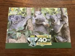 ☆コアラ来園40周年　記念ポストカード☆東山動物園