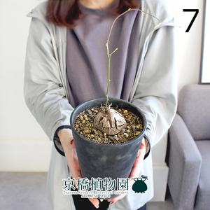 【現品】アフリカ亀甲竜 4号（7）Dioscorea elephantipes