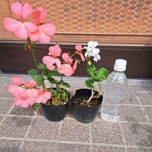 サーモンピンクと、白の花のゼラニウム各1ポット