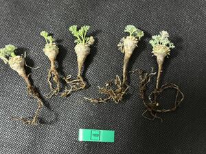 No.769 特選 多肉植物サルコカウロン　ペニクリナム実生株 5株セット 新入荷 限定株