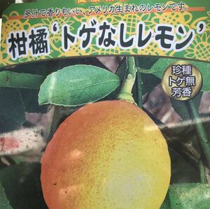 トゲ無し レモン 接木苗木