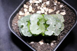 Haworthia truncata / 玉扇　鬼厳城　ハオルチア