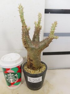 5258 「塊根植物」パキポディウム エニグマティクム 植え【発根・Pachypodium enigmaticum・多肉植物】