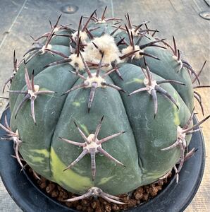 花王丸錦　黒刺　 Echinocactus