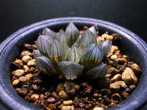 【多肉植物】ハオルチア オブツーサ錦 ET-1 × ブラックオブツーサ錦 実生苗 斑入り / Haworthia obtusa hyb.