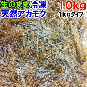 アカモク １０ｋｇ（1ｋｇ×10袋）【生のまま冷凍小分け品】の完全無添加 ！あかもく ぎばさ ねばねばネバネバ ギバサ他に生のまま出荷も有