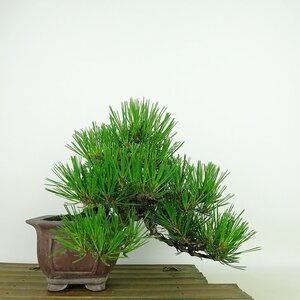 盆栽 松 赤松 樹高 上下 約17cm あかまつ Pinus densiflora アカマツ red pine マツ科 常緑樹 観賞用 小品 現品