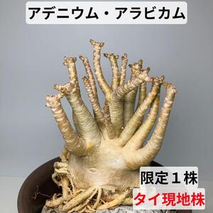 SA78　アデニウム　アラビカム　ドワーフサイズ　たこ足　現地株　初心者オススメ