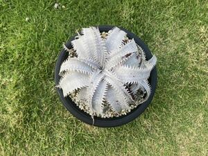 ディッキア マルニエルラポストレイvar.エステベシー　Dyckia marnier-lapostollei v. estevesii 　子株　原種　特白　レア　