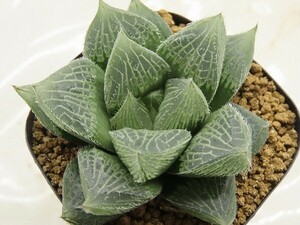 ■[W027]フェアリー【多肉植物　Haworthia　ハオルチア　ハオルシア】