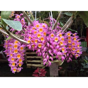 洋ラン Dendrobium Amabile 苗 1鉢（洋蘭） 