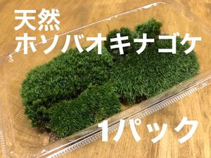 天然　ホソバオキナゴケ　山苔　苔玉　盆栽　テラリウム　1パック