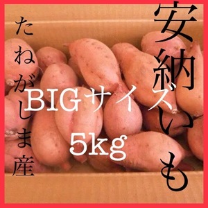 種子島産安納芋 BIGサイズ5kgパックさつまいも焼き芋にどうぞ#1