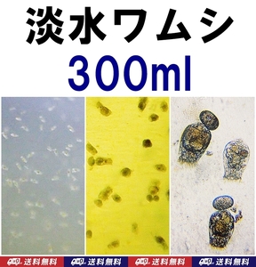 【送料込】淡水ワムシ 種水　300ml 　ツボワムシ　培養液　メダカ・金魚の針子の餌　簡単に培養可能です