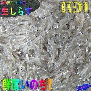 お刺身用「しらす1kg 」(500g×2) 鮮度抜群、活冷凍　『魚王国』境港産