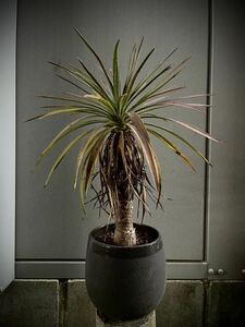 Yucca desmetiana ユッカ デスメディアーナ 耐寒性有 ドライガーデン ドラセナ メキシコ原産 リュウゼツラン 塊根植物 レアプランツ抜き苗 