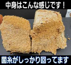 カブトムシ幼虫の栄養強化に抜群！特大3500cc☆キクラゲ菌床ブロック☆ブロックのままマットに埋め込むだけ！クワガタの産卵床にも使える！