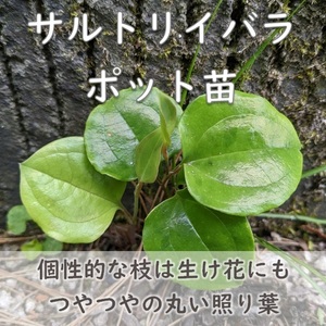 送料無料★山野草◆サルトリイバラ ポット苗 耐寒性あり 根付き 宿根草 園芸 ガーデニング 別名サンキライ