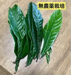 びわの葉 約50g 農薬不使用 簡易包装