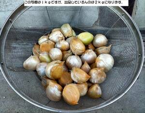 ジャンボニンニク　２ｋｇ　バラ　サイズ小（重量：30ｇ/個未満）令和6年産