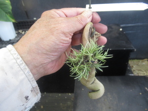 ＫＮ　１円！　アルゼンチン山採り株！　ティランジア　カピラリス　カピラリス（TILLANDSIA CAPILARIS CAPILARIS）　　　0.8Ｍ以下