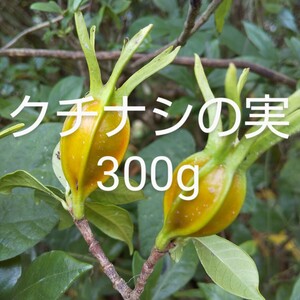 くちなしの実　約300g　新鮮 農薬不使用