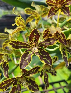 ◎洋蘭◎ Grammatophyllum. Yuan Nan Tiger