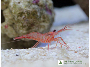 【海水魚】厄介なカーリーを食べてくれます♪ペパーミントシュリンプ(1匹)(サンプル画像）（生体）