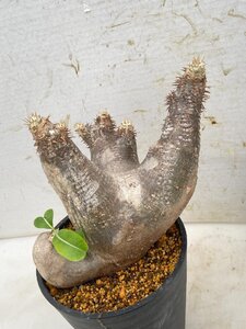 4284 「塊根植物」パキポディウム エニグマティクム 植え【発根・Pachypodium enigmaticum・多肉植物】