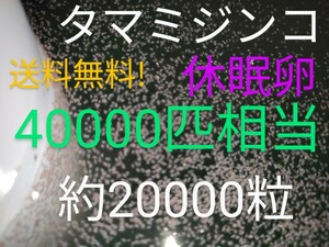 送料無料!　タマミジンコ　休眠乾燥卵　40000匹相当（約20000個）常温保存　取説付　めだか餌　熱帯魚　グッピー　金魚　