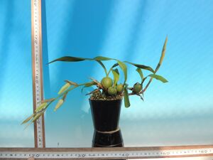 T♪洋蘭　Coelogyne cristata`Tista