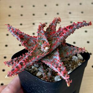 アロエ 実生　ハイブリッド 多肉植物 Aloe hybrid 190