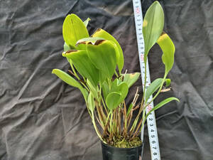 洋蘭☆Pleurothallis sandemanii