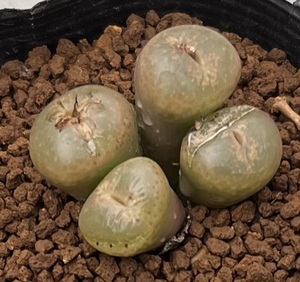 コノフィツム　Conophytum koubergense (レンズ窓タイプ) ①