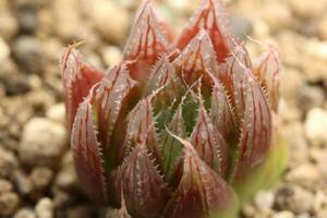 多肉植物　ハオルチア　レイトニー　カキコ