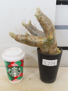 5274 「塊根植物」パキポディウム エニグマティクム 植え【発根・Pachypodium enigmaticum・多肉植物】