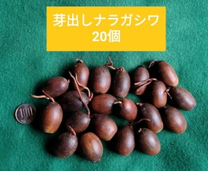 送料230円　特大　芽出し済み　発芽済み　ナラガシワ　どんぐり　20個　ナラカシワ