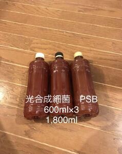 自家培養　光合成細菌　PSB 1.8リットル　エサ　水質浄化