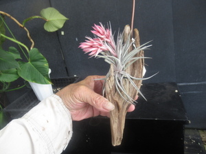 ＫＮ　１円！　ティランジア　スクレイ　ラージフォーム（TILLANDSIA SUCREI　LARGE FORM）　　　0.8Ｍ以下