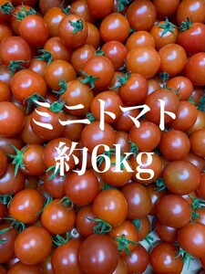 【熊本県産】新鮮 フレッシュ ミニトマト プチトマト 6kg 家庭用 規格外品