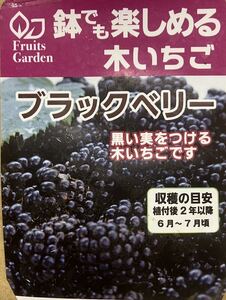 ブラックベリー 木いちご 苗