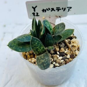 Y32 ガステリア 多肉植物