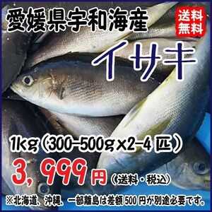 愛媛 ( イサキ ) 300-500gサイズ 2-4匹 1kg原体分 刺身 煮魚 焼魚 干物 下処理済み 送料無料 宇和海の幸問屋