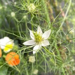 ニゲラの種　白花　秋蒔き　春咲き　クロタネソウ