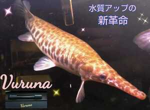 古代魚の飼育者も絶賛！水槽の水が綺麗になります【ヴァルナミニ23センチ】透明度がアップし有害物質を強力抑制☆生体が活性化☆水替え不要