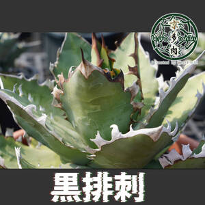 アガベ　黒排刺　台湾株　チタノタ　大鋼牙 黒排棘　Agave Titanota 匿名配送