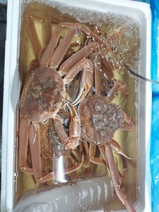 巨大マツバカニ生43cm520～550g位1匹3250円即決。大ズワイガニ種