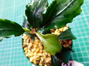 ◎2633TN176　 (自家栽培）水草　ブセファランドラ　Bucephalandra sp. Maiaマイヤ②