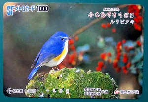 SFメトロカード1000 (営団地下鉄,使用済み,美品)　東京の野鳥・小さなやすらぎ・ルリビタキ　穴:3孔、美品　経年不明 送料85円.郵便書簡