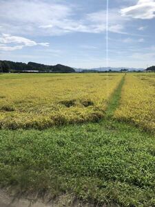 令和6年宮城県産　ひとめぼれ　玄米　24kg